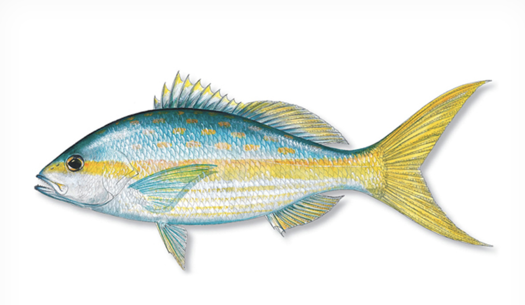 fish